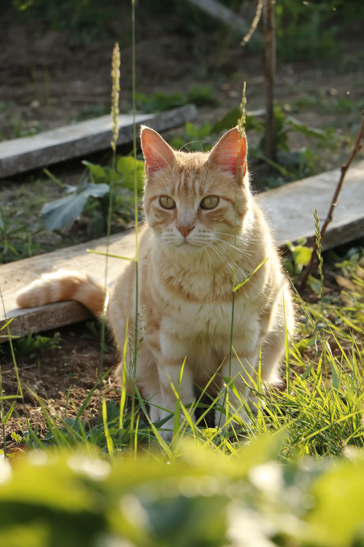 The house cat in the garden grass