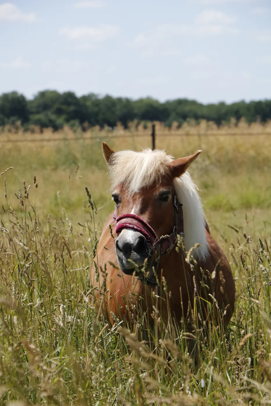Poney dans les hautes herbes