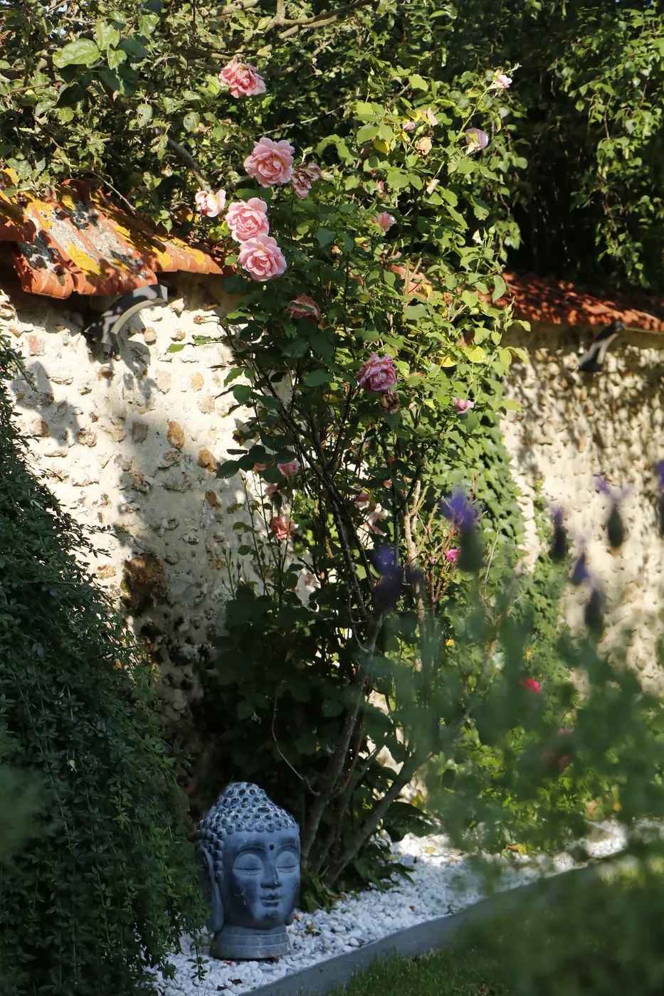 Rosiers grimpants dans le jardin